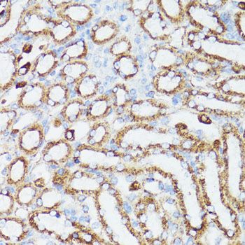Immunohistochemistry - CYCS antibody (144-60334)