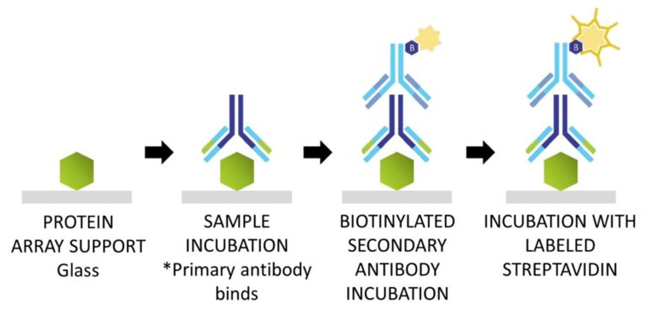 General schematic of the steps involved in processing a protein array