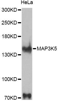 Western blot - MAP3K5 antibody (144-012458)