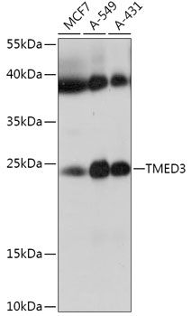 Western blot
