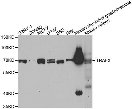 Western blot - TRAF3 Polyclonal Antibody (144-03094)