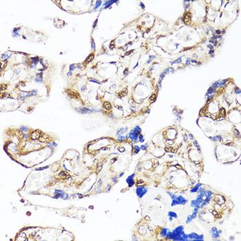 Immunohistochemistry - [KO Validated] YAP1 Polyclonal Antibody (144-01002)