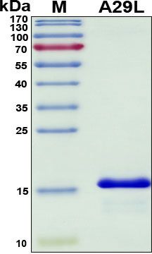 SDS-PAGE