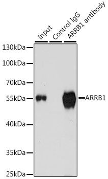 Immunoprecipitation - ARRB1 Polyclonal Antibody (144-00998)