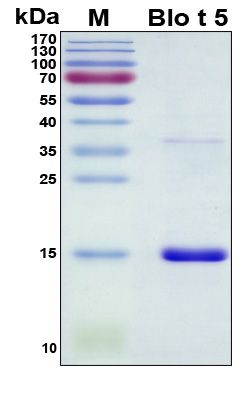 SDS-PAGE