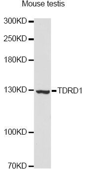 Western blot - TDRD1 Antibody (144-60110)