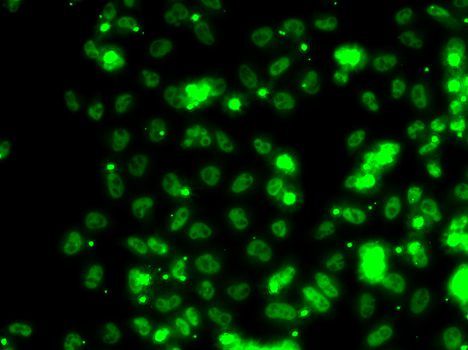 Immunofluorescence - SECISBP2 Polyclonal Antibody (144-06736)