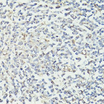 Immunohistochemistry - CD33 antibody (144-02059)