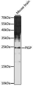 Western blot