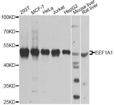 Western blot - EEF1A1 Polyclonal Antibody (144-00974)