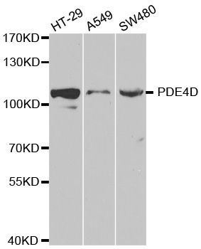 Western blot - PDE4D Polyclonal Antibody (144-60527)