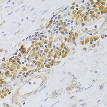 Immunohistochemistry - PA2G4 Antibody (144-05376)