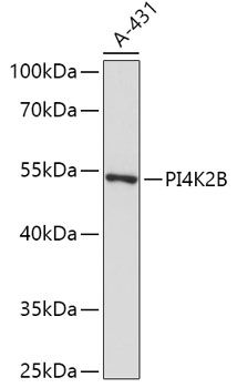 Western blot