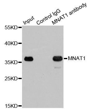 Immunoprecipitation - MNAT1 Polyclonal Antibody (144-01918)