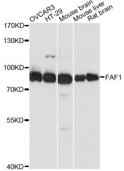 Western blot - FAF1 antibody (144-61354)