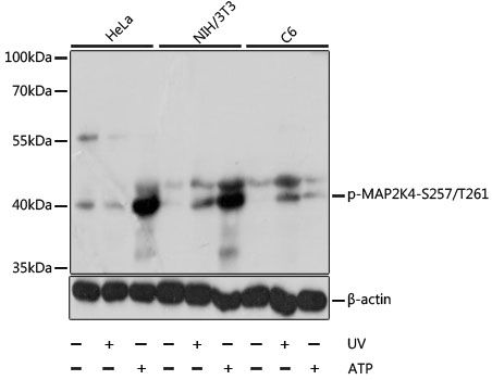 Western blot - Phospho-MAP2K4-S257/T261 antibody (144-50541)