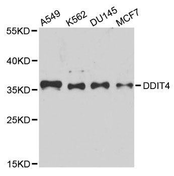 Western blot - [KO Validated] DDIT4 Polyclonal Antibody (144-08086)
