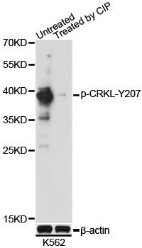 Western blot - Phospho-CRKL-Y207 pAb (144-61538)