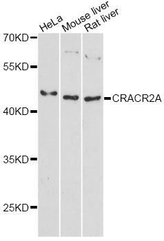 Western blot - CRACR2A antibody (144-60496)
