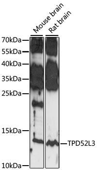 Western blot - TPD52L3 antibody (144-61105)