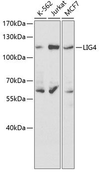 Western blot