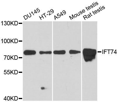 Western blot - IFT74 antibody (144-12672)