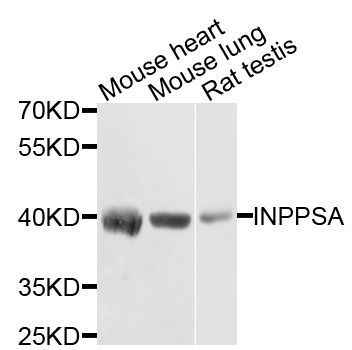 Western blot - INPP5A Polyclonal Antibody (144-03302)
