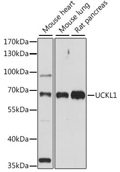 Western blot - UCKL1 antibody (144-015851)