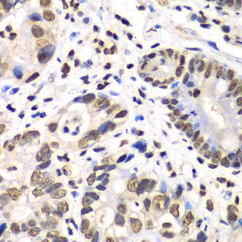 Immunohistochemistry - RBBP7 Polyclonal Antibody (144-60342)