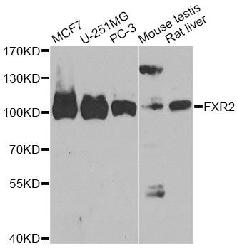 Western blot - FXR2 antibody (144-605772)