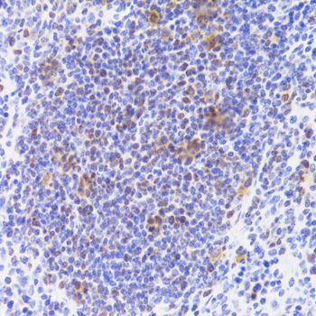 Immunohistochemistry - NASP Antibody (144-06938)