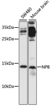 Western blot