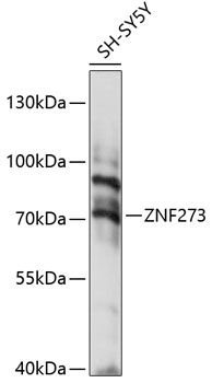 Western blot