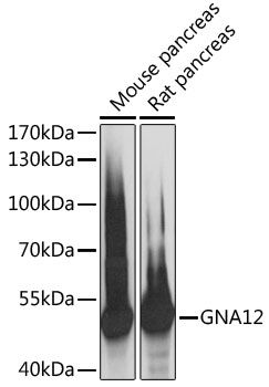 Western blot