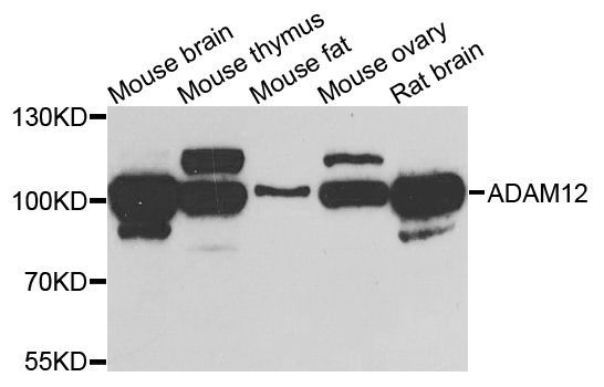 Western blot - ADAM12 antibody (144-07940)