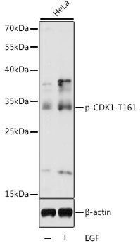 Western blot - Phospho-CDK1-T161 pAb (144-50324)