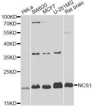 Western blot - NCS1 antibody (144-60402)