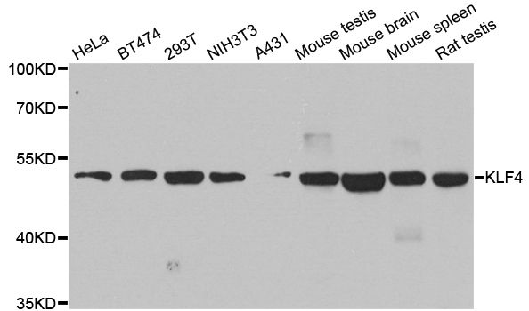 Western blot - KLF4 antibody (144-06640)