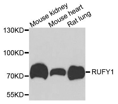Western blot - RUFY1 antibody (144-07836)