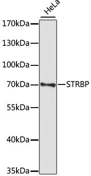 Western blot