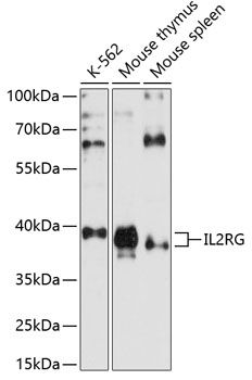 Western blot