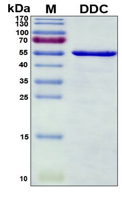 SDS-PAGE
