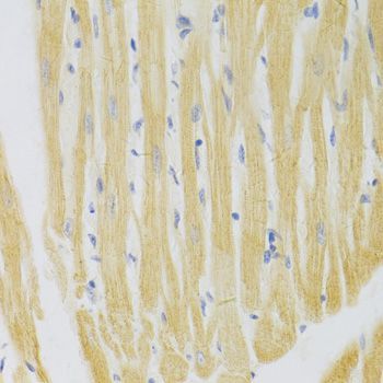 Immunohistochemistry - PA2G4 Antibody (144-05376)
