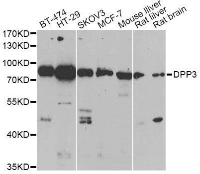 Western blot - DPP3 antibody (144-60318)