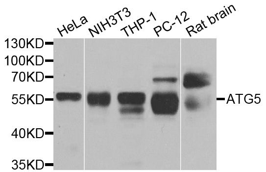 Western blot - ATG5 Polyclonal Antibody (144-00203)