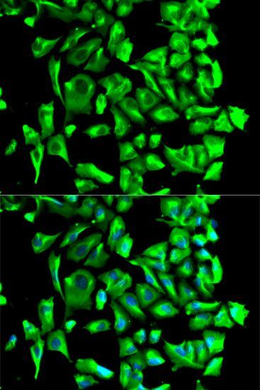 Immunofluorescence - HSP90AB1 antibody (144-01087)