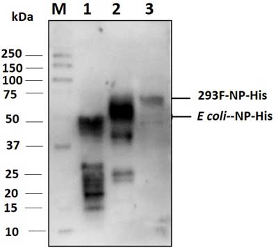 Western blot image