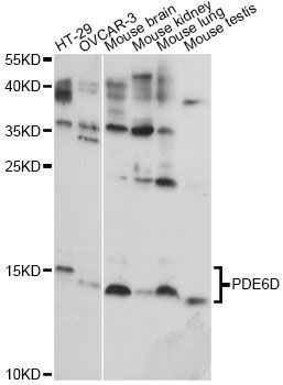 Western blot - PDE6D antibody (144-60782)