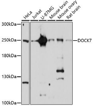 Western blot