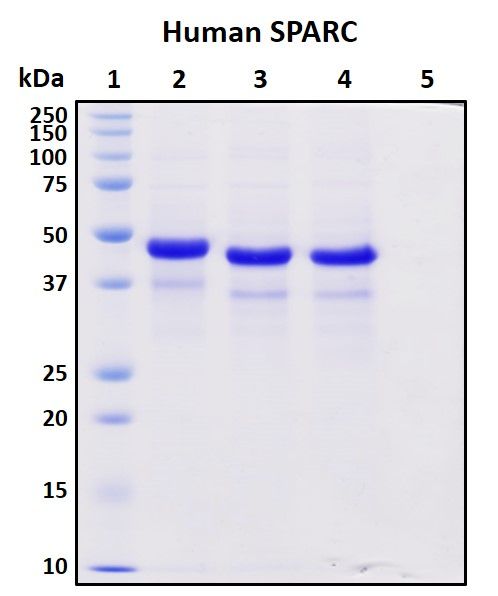 SDS-PAGE